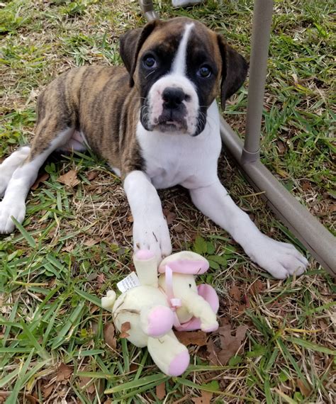 boxer puppies for sale ocala fl